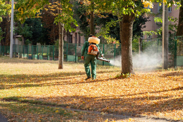 Wasp Removal Services in Springdale, SC