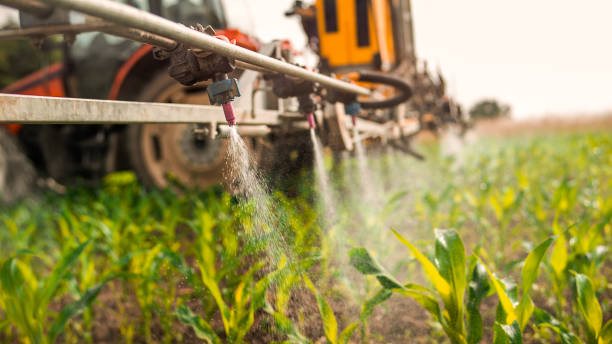 Best Ant Control Services  in Springdale, SC